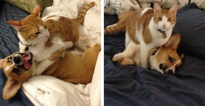 Mačka a pes na posteli - vtipné momenty; mačka objíma psa, chrbát na chrbte. Zábavné priateľstvo domácich miláčikov.