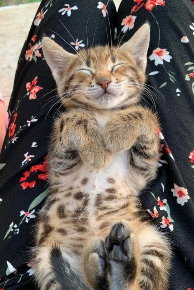 Roztomilé mačiatko spí na kvetovaných nohaviciach s usmievavou tvárou.