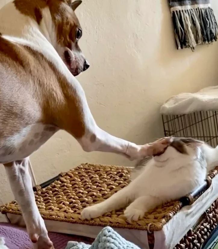 Pes hrá so sediacou mačkou na prútenom koši v útulnej miestnosti. Hravý moment medzi domácimi miláčikmi.