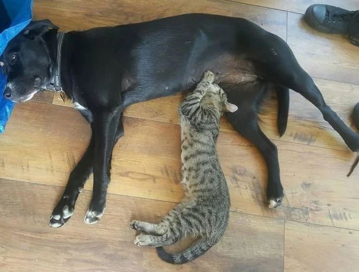 Mačka leží pri psovi na drevenej podlahe a spokojne spia spolu v objatí.