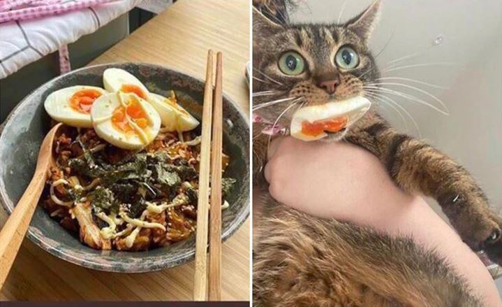 Mačka drží v ústach plátok vajíčka, zatiaľ čo vedľa je miska s rezancami a vajíčkom.
