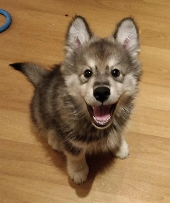 Roztomilé šteňa sedí na podlahe a šťastne sa usmieva. Šedá srsť a kvetinok lákajú pozornosť.