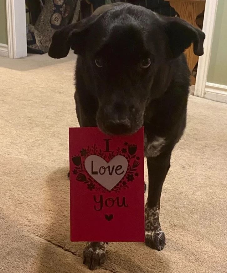 Čierny pes držiaci červený pozdrav s textom I love you v papuľke.