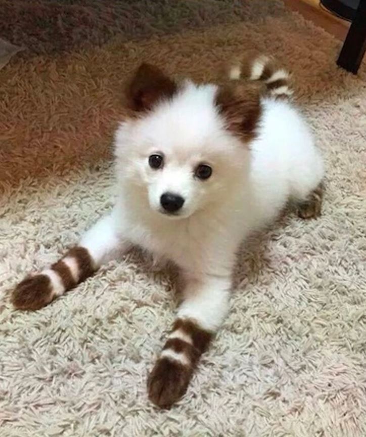 Biely pes s hnedými pruhmi na labkách leží na koberci a pozerá sa priamo do kamery.