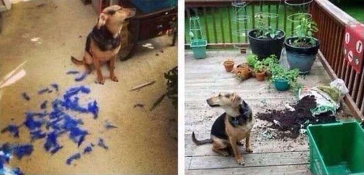 Pes sedí vedľa roztrhanej modrej hračky a neporiadku v kvetináčoch na terase, s výrazom zvedavosti.
