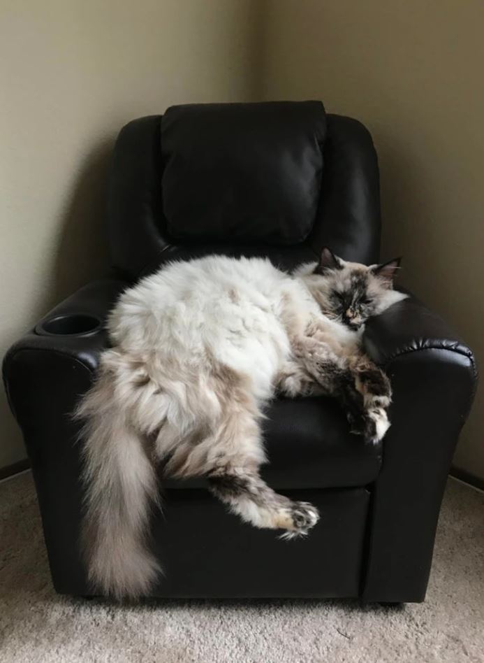 Na obrázku je veľká, chlpatá mačka spiaca pohodlne na čiernom koženom kresle, s labkami prevesenými cez okraj.