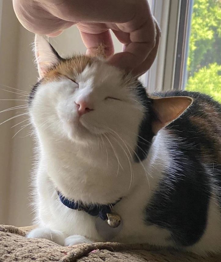 Mačka si užíva jemné hladenie po hlave pri okne, zatiaľ čo nosí modrý obojok so zvončekom.