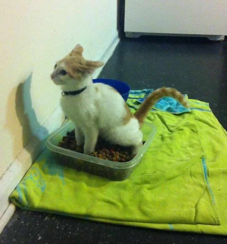 Mačka sedí v nádobe s granulami, ktorá leží na zelenom uteráku pri stene.