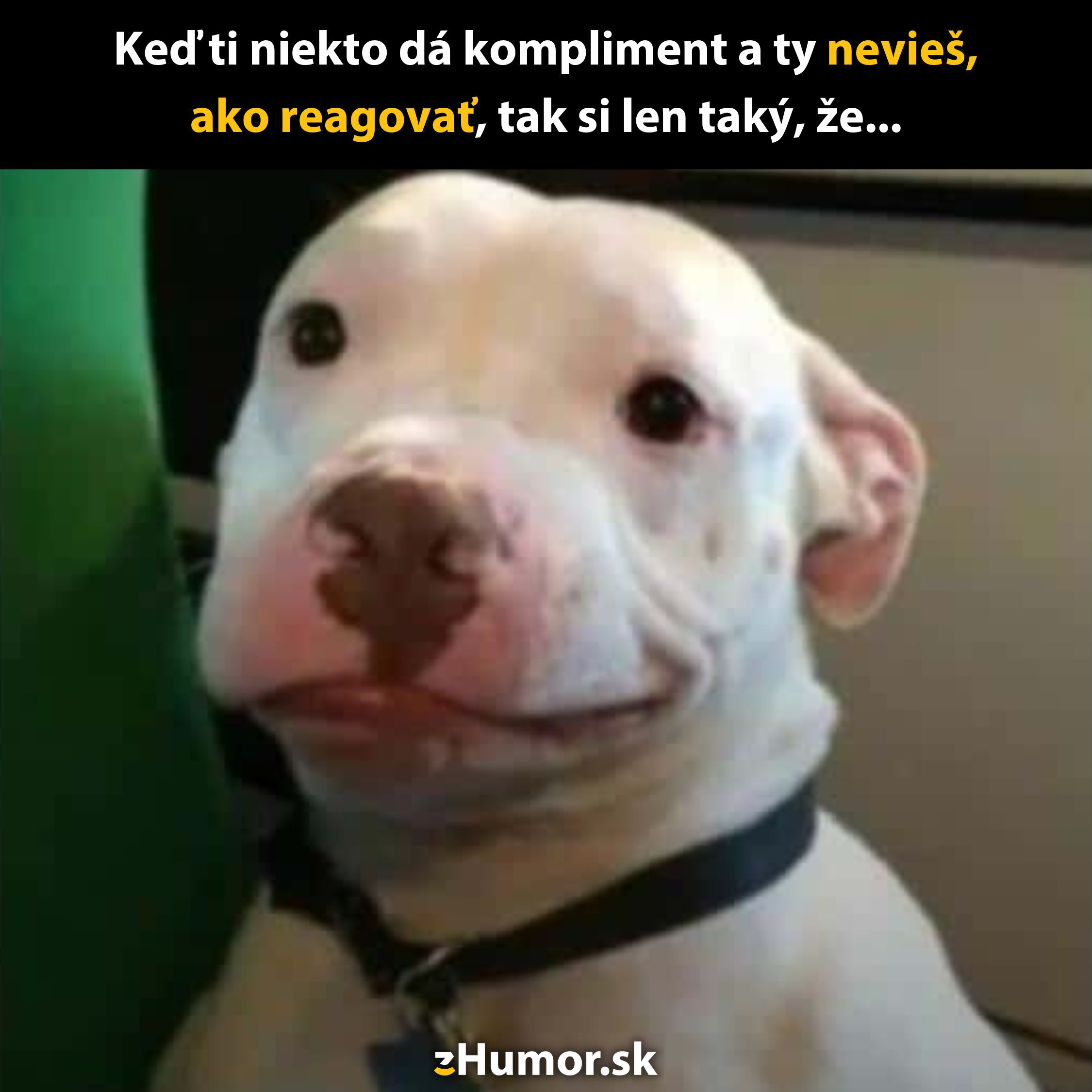 Pes s rozpačitým výrazom, keď dostane kompliment a nevie, ako reagovať, vtipný moment.
