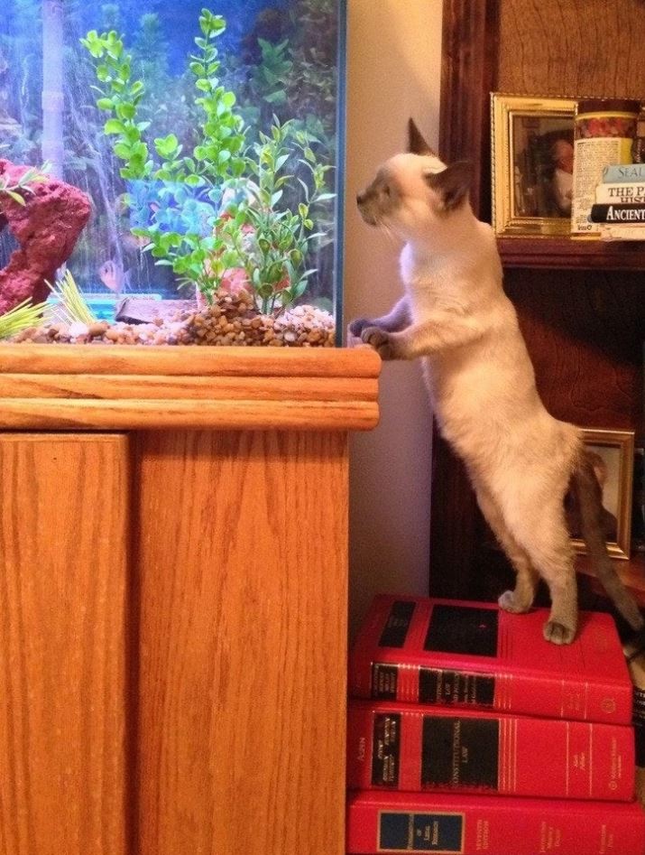 Mačka stojí na knihách a zvedavo sleduje akvárium s rastlinami a rybami.