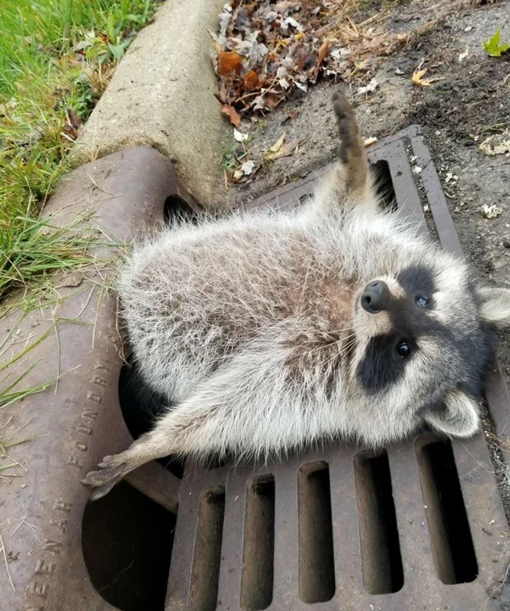 Mýval uviaznutý v kovovej mreži, ležiaci na chrbte, s výrazným pohľadom, pripravený na záchranu.