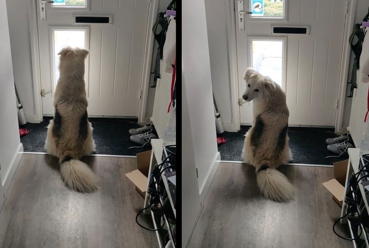 Pes sedí pred dverami, čaká a otočí sa, akoby niekoho očakával.