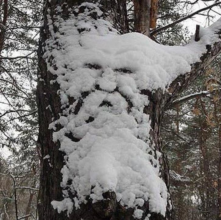 Sneh na strome vytvára ilúziu ľudskej tváre v lese, pútavý zimný úkaz v prírode.