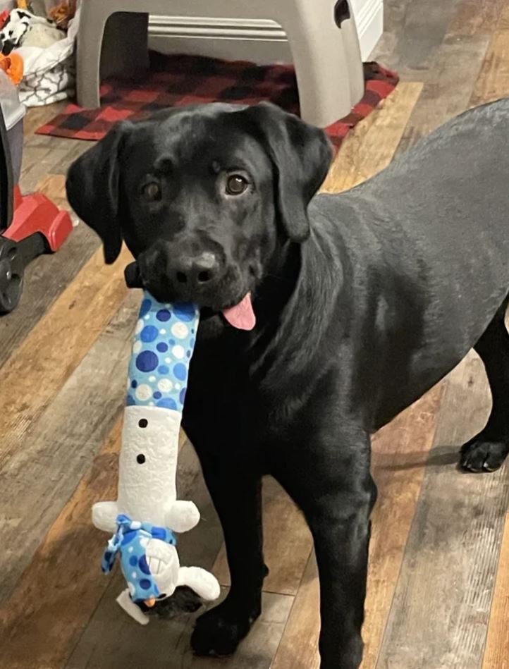 Čierny labrador s hračkou v tvare snehuliaka v papuli stojí na drevenej podlahe.