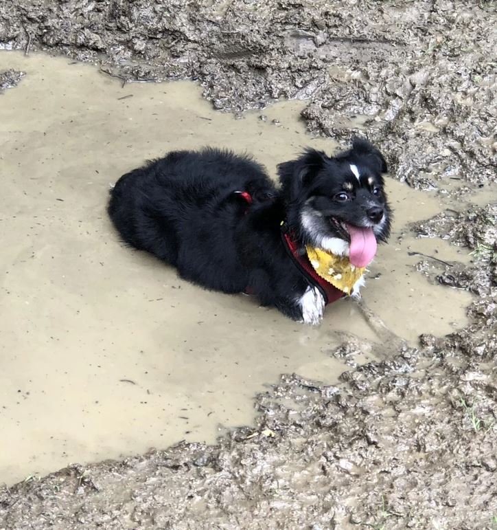 Čierny pes s červeným obojkom leží v blate a spokojne čumí s vyplazeným jazykom.