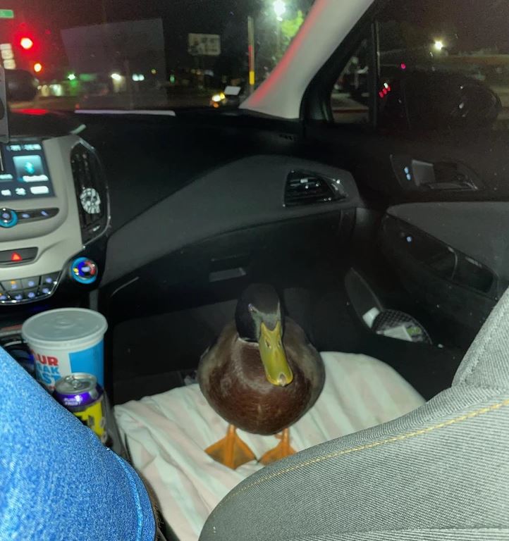 Kačica sedí na sedadle auta počas nočnej jazdy mestom.