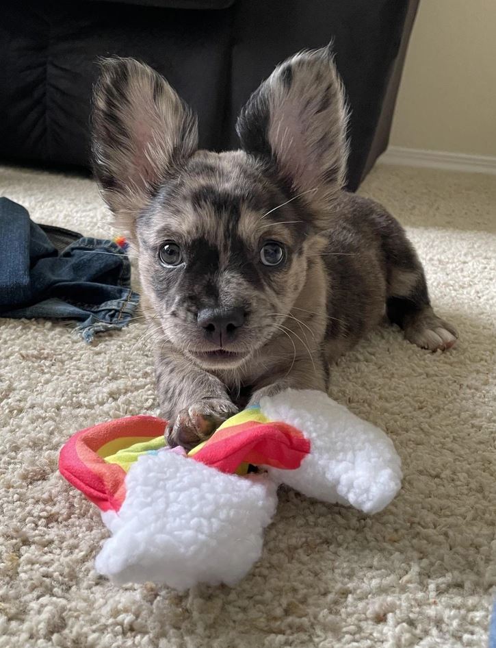 Šteňa s veľkými ušami leží na koberci s hračkou v tvare dúhy.