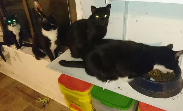 Štyri čierno-biele mačky sedia na polici, jedna z nich je pohltená do misky s jedlom, ostatné pozorujú miestnosť.
