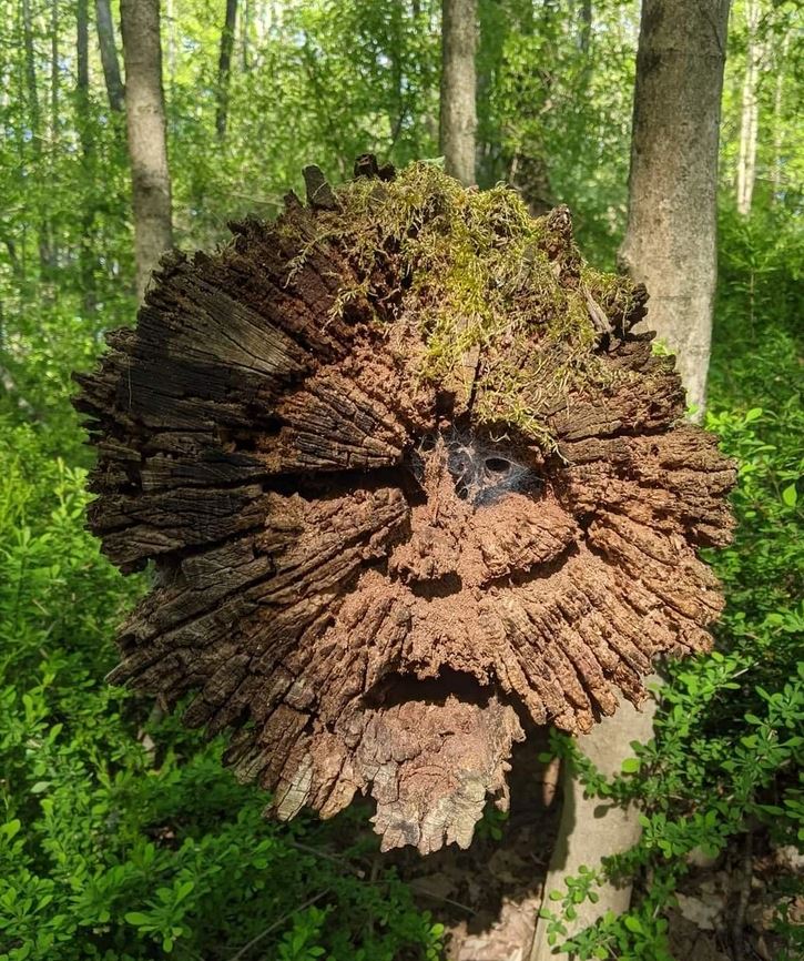 Vyrezávaný drevený kmeň v lese pripomínajúci tvár, pokrytý machom.