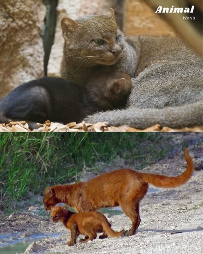 Divoké mačky s mláďatami v prírodnom prostredí, zachytené v ich prirodzenom správaní.