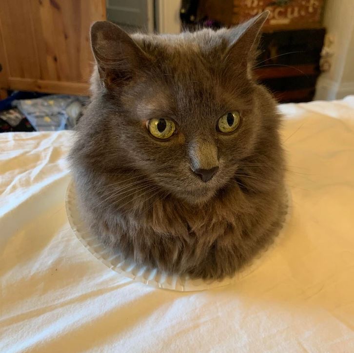 Sivá mačka s hustou srsťou sedí na posteli, jej zelené oči pozorné a výrazné.