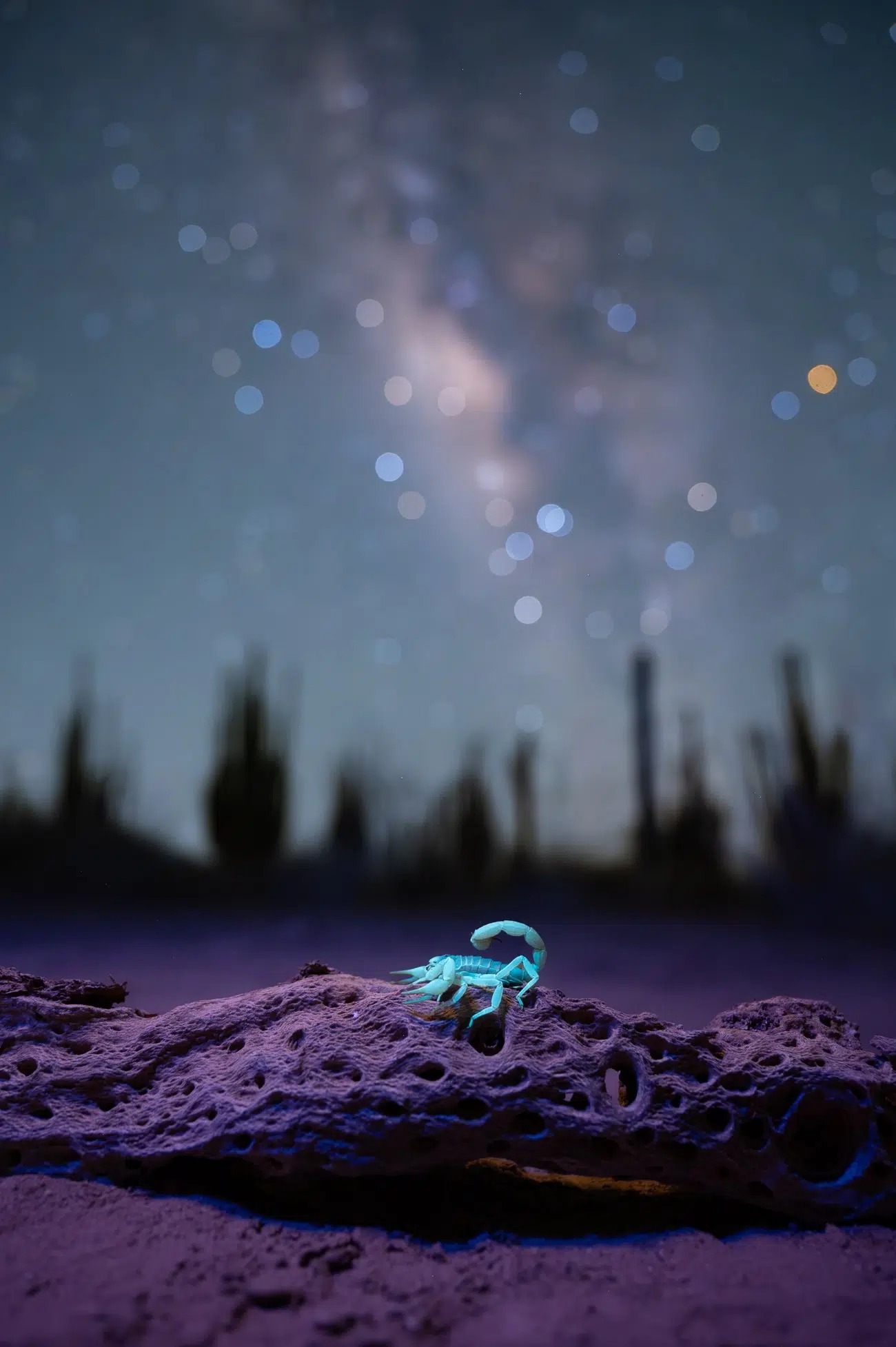 Svetielkujúci škorpión na kameni v púšti pod hviezdnou oblohou.