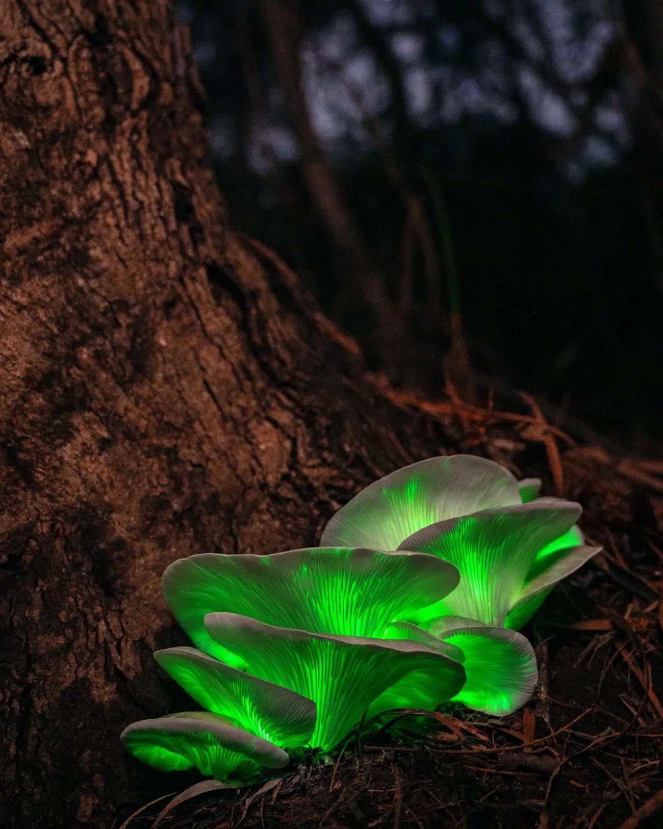 Svetielkujúce huby rastúce pri strome v temnom lese, ich zelená žiara preniká nočnou krajinou.