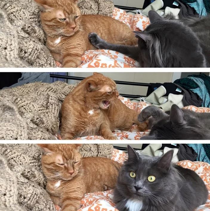 Oranžová a sivá mačka interagujú na posteli, zachytené v troch momentkách, kde je priebeh ich komunikácie výrazný.