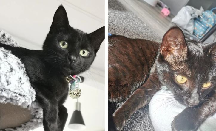 Dve čierne mačky oddychujú vo vnútri. Jedna leží na koberci, druhá je na pelíšku s lampou v pozadí.