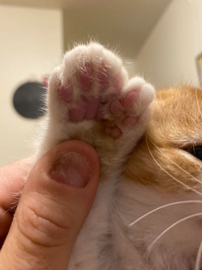 Roztomilá mačacia packa s ružovými vankúšikmi v ruke človeka, detailný pohľad na labku.