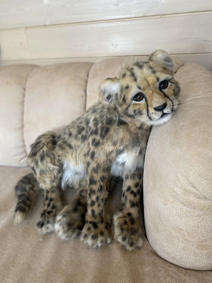 Mladý leopard relaxuje na béžovej pohovke s drevenou stenou na pozadí.