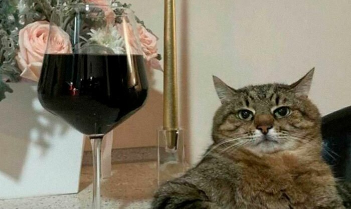 Mačka sediaca vedľa pohára červeného vína a vázy s kvetmi na stole, vytvára pokojný a elegantný dojem.