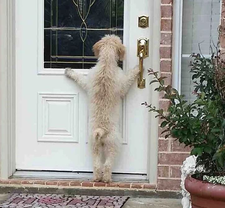 Pes sa snaží otvoriť vchodové dvere pomocou kľučky.