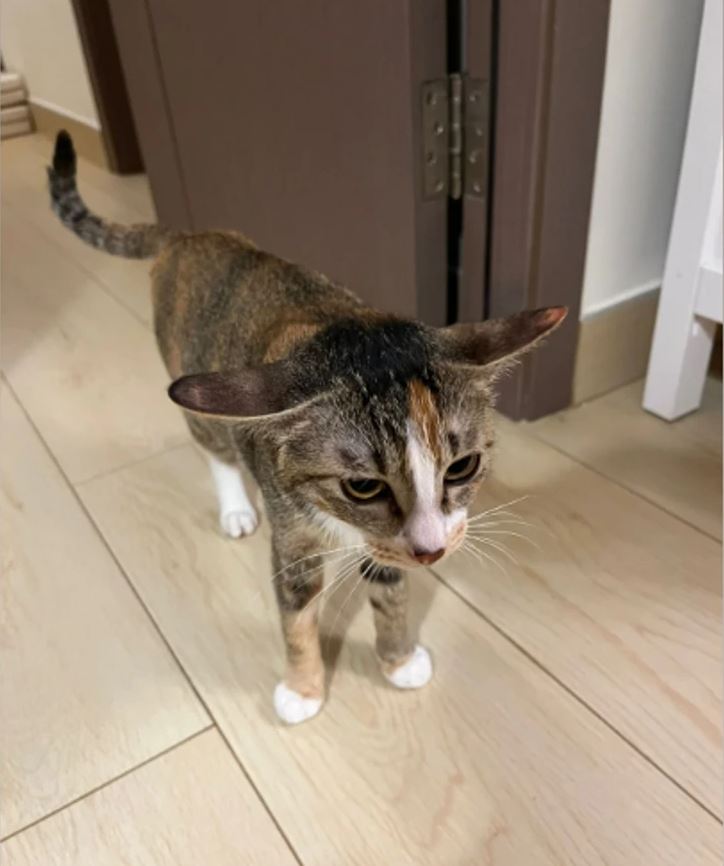 Mačka kráča po drevenej podlahe v interiéri, so zdvihnutými ušami a zvedavým výrazom na tvári.