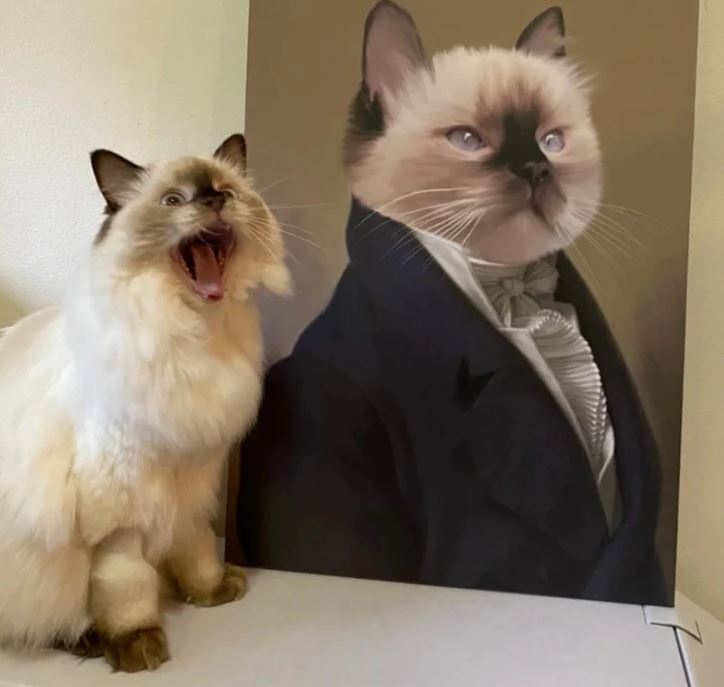 Srsť mačky sa podobá na jej portrét v elegantnom odeve, pričom mačka má otvorenú papuľu.