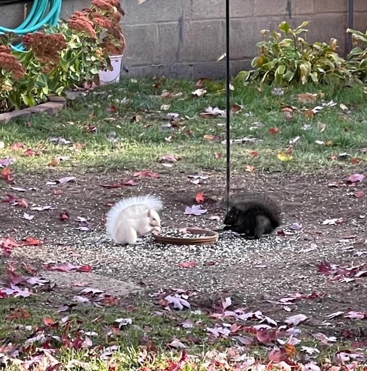 Biela a čierna veverička spoločne jedia z misky na podlahe v záhrade plnej jesenných listov.