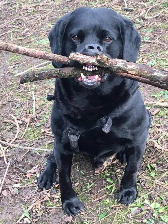 Čierny pes s vetvou v papuli sedí v lese, oblečený v postroji.