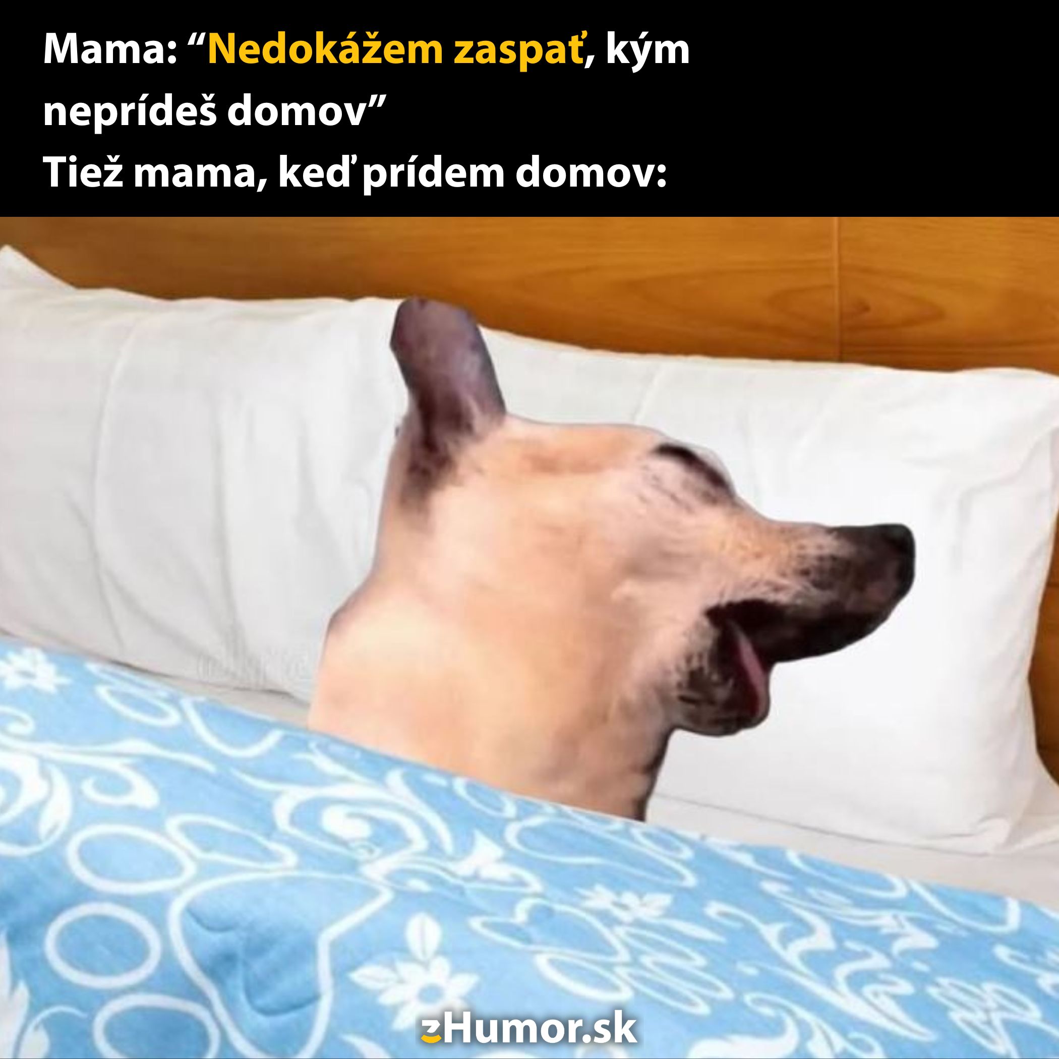 Pes v posteli s otvorenou papuľou ako reakcia na vtip o mame, ktorá zaspí, keď prídete domov.