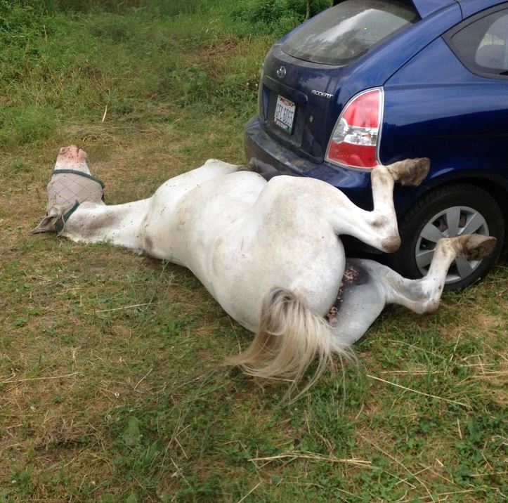 Kôň ležiaci vedľa modrého auta na tráve, neobvyklá situácia.