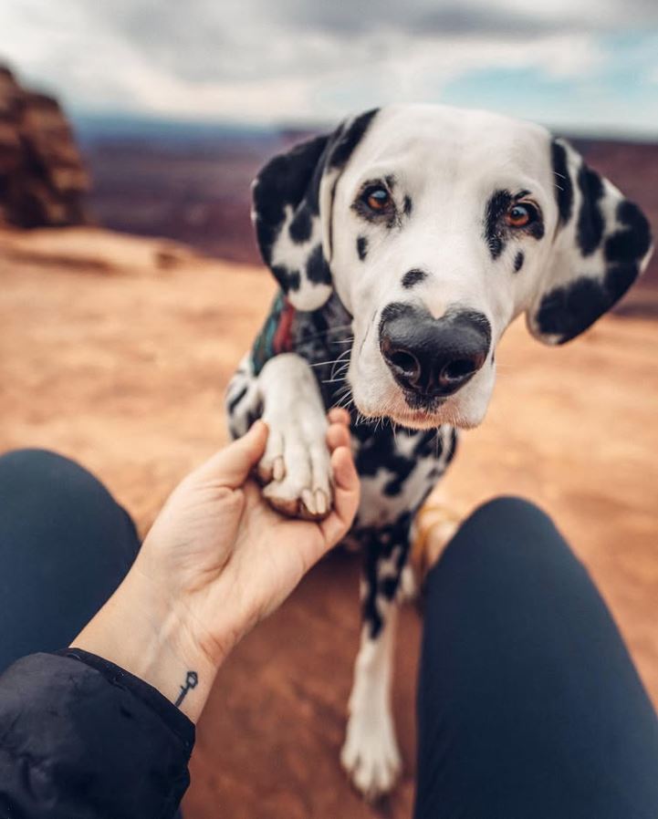 Osoba podáva pac Dalmatínovi na turistike v prírode, v pozadí je rozmazaná krajina.