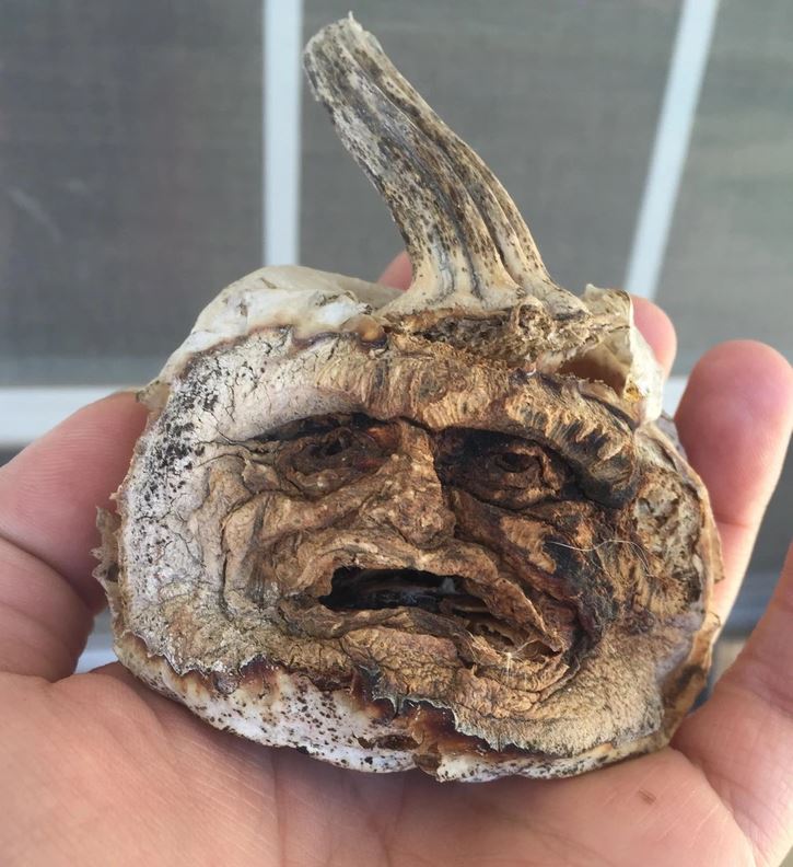 Sušená huba pripomínajúca smutnú tvár držiacu v ruke.