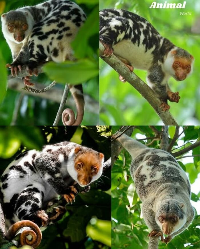 Koláž štyroch obrázkov sýkavca kockovaného v korunách stromov v dažďovom pralese.