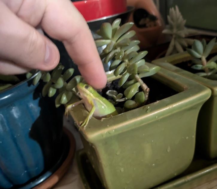 Žaba na zelenom kvetináči pri sukulentoch s prstom blížiacim sa k jej hlave.