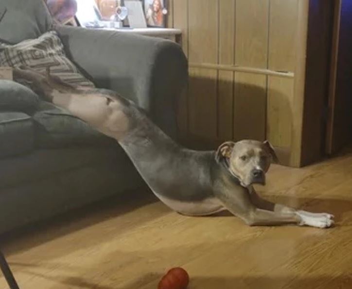 Pes na gauči si natiahol zadné nohy na podlahe, ležiac pohodlne v obývačke.