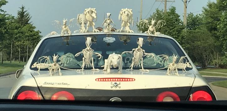 Auto zdobené kostrami zvierat na ceste v meste, originálna dekorácia a šokujúce detaily na kapote.