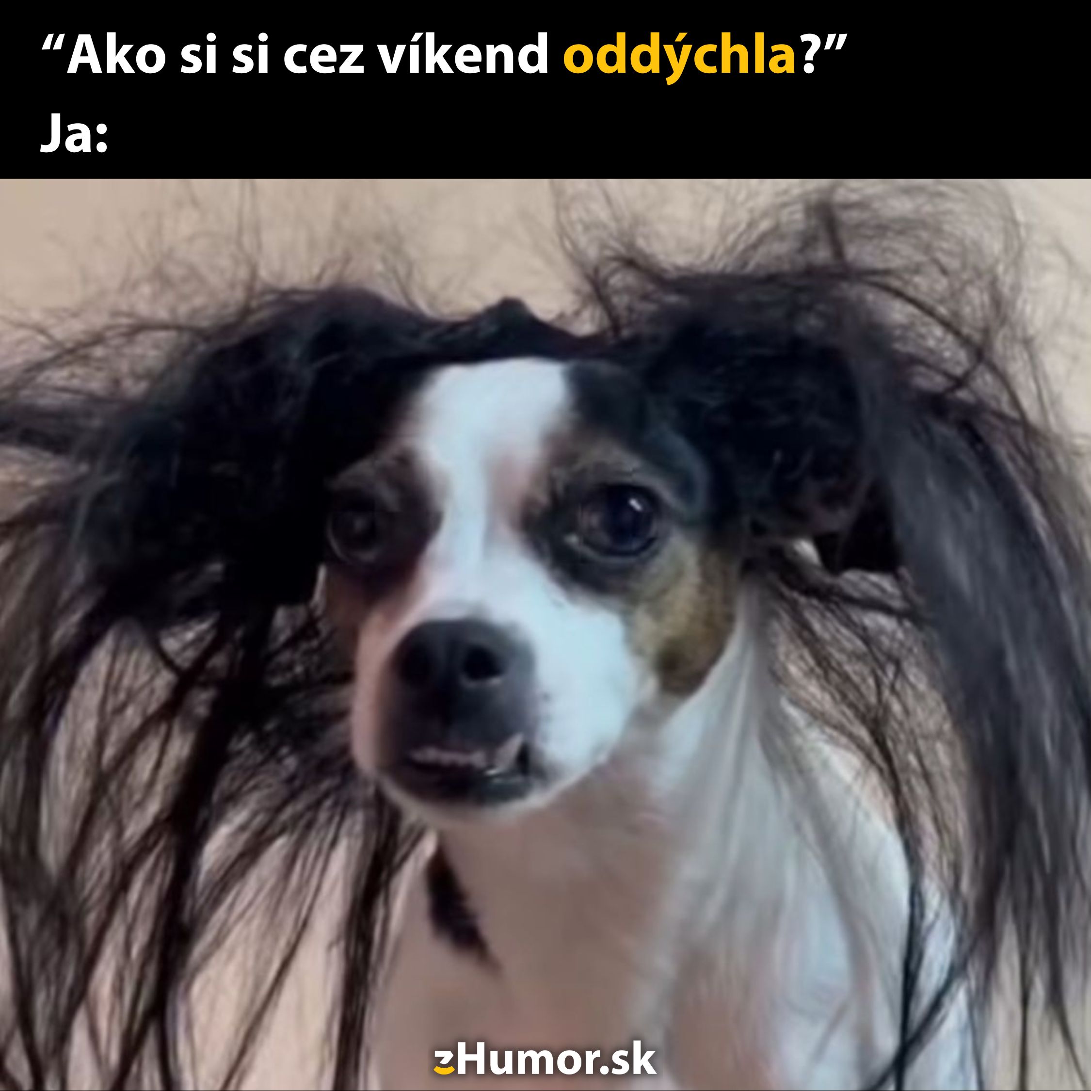 Pes s rozcuchanými vlasmi a textom: Ako si si cez víkend oddýchla? Vyjadruje chaos po víkende.