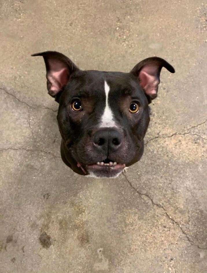 Čierny pes s bielou škvrnou na nose pozerá hore na betónovej podlahe.