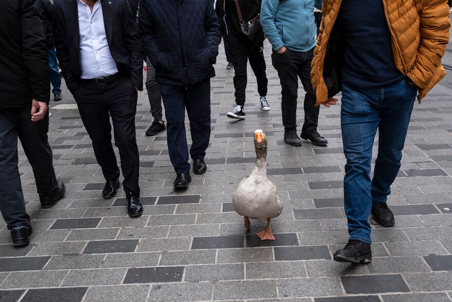 Hus kráča po ulici plnej ľudí, pôsobí komicky a nečakane medzi chodcami.