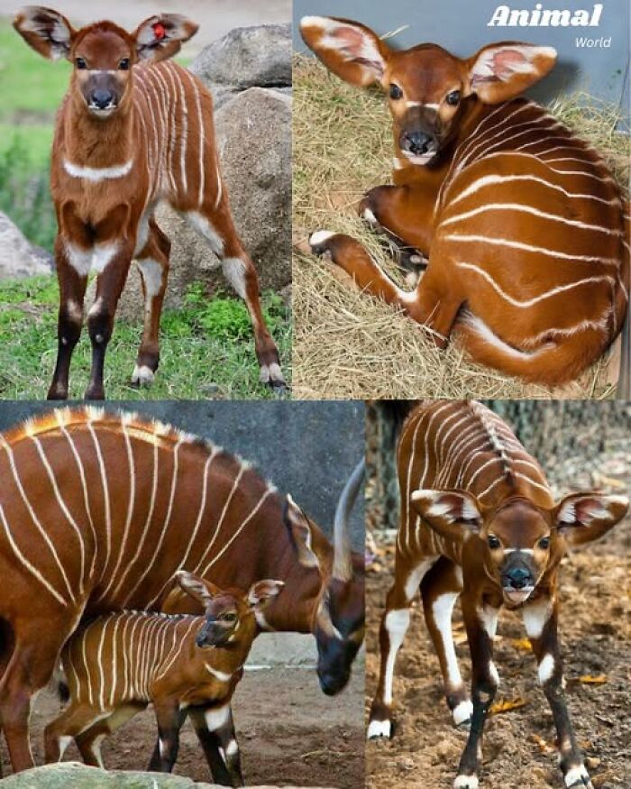 Mladé antilopy bongo s výraznými pruhmi a veľkými ušami v rôznych polohách a prostrediach.