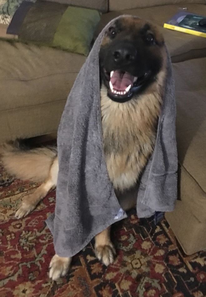 Šťastný pes sedí na koberci so sivým uterákom na hlave, pohodlné domáce prostredie.